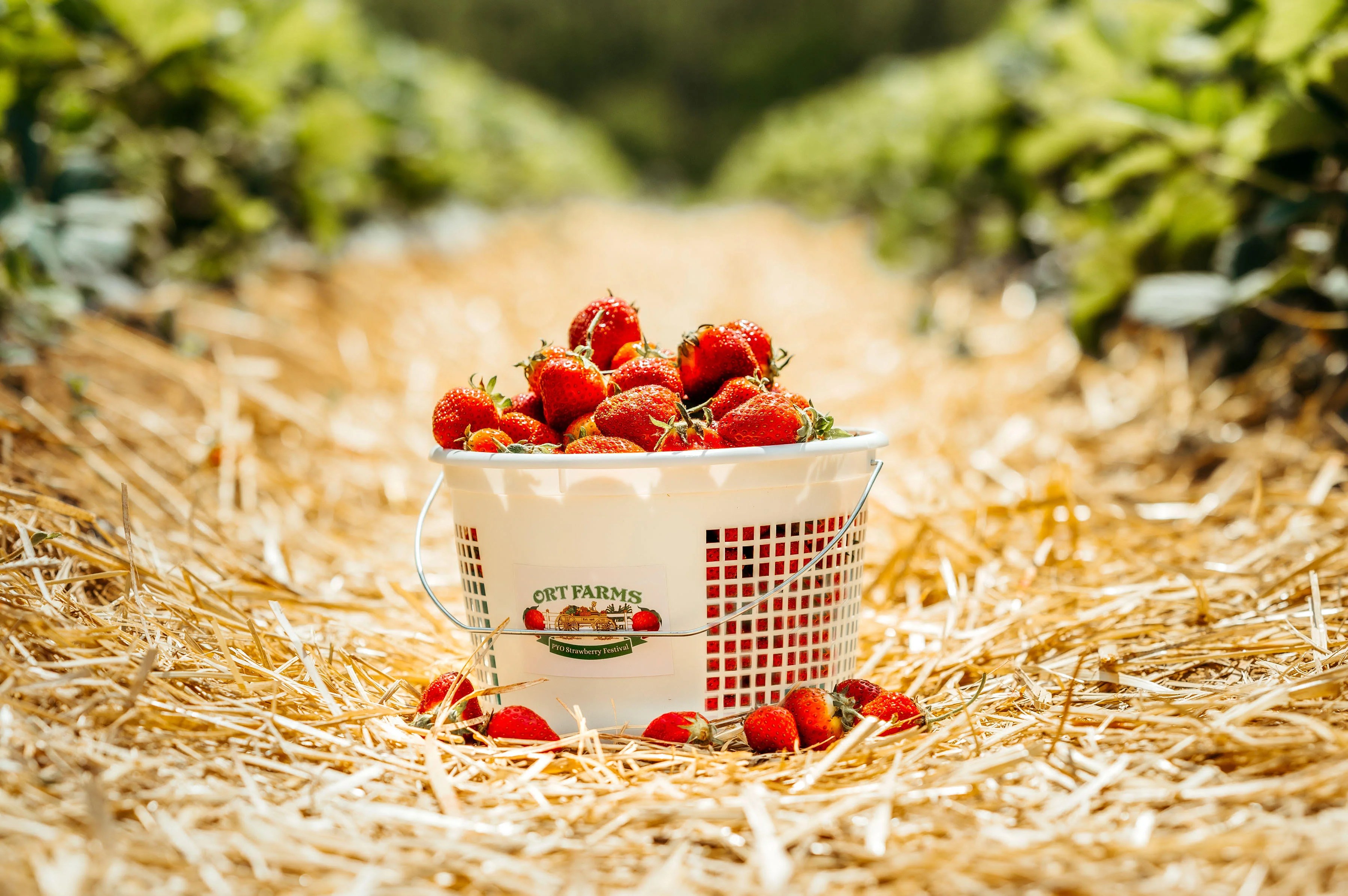 Ort Farms Pick Your Own Strawberries, Strawberry PYO