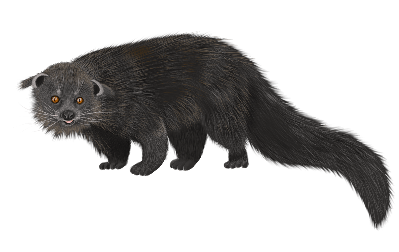 Enter bearcats (or binturongs) the world’s largest civets that are