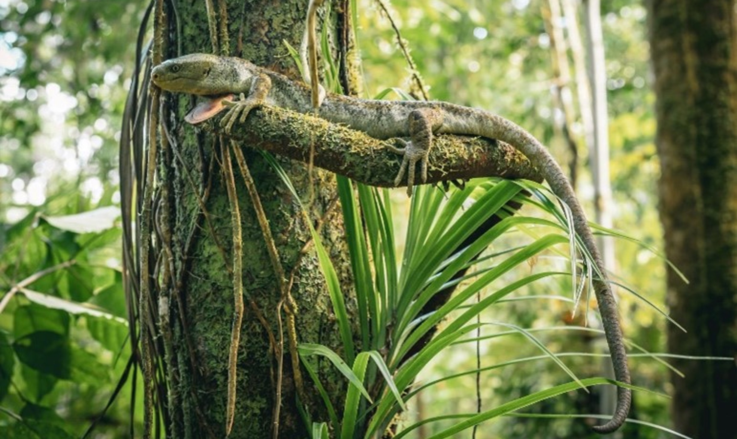 Indigenous knowledge of the world’s largest arboreal skink, Corucia