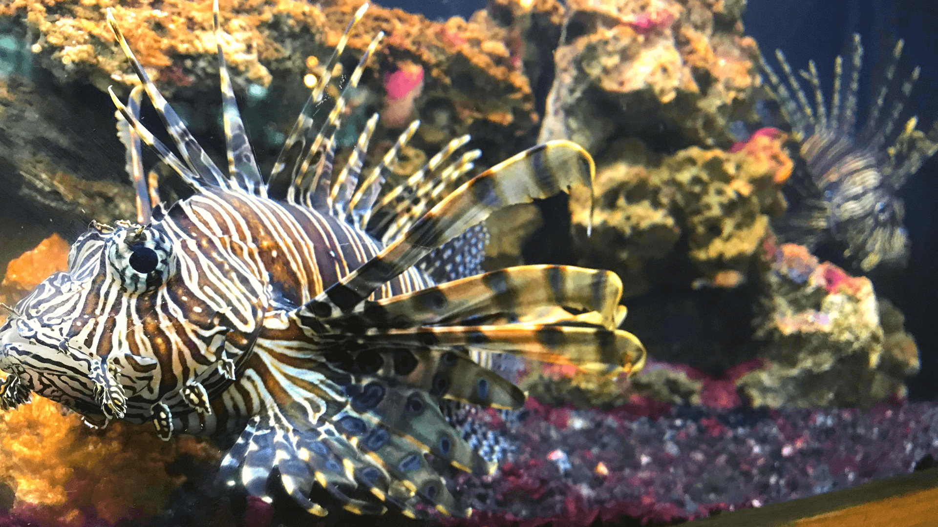 Are Lionfish Safe to Eat? How You Can Help Advance Ocean Conservation