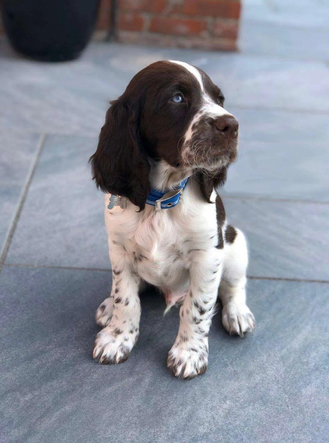 How Much Does A Full Grown Springer Spaniel Weight