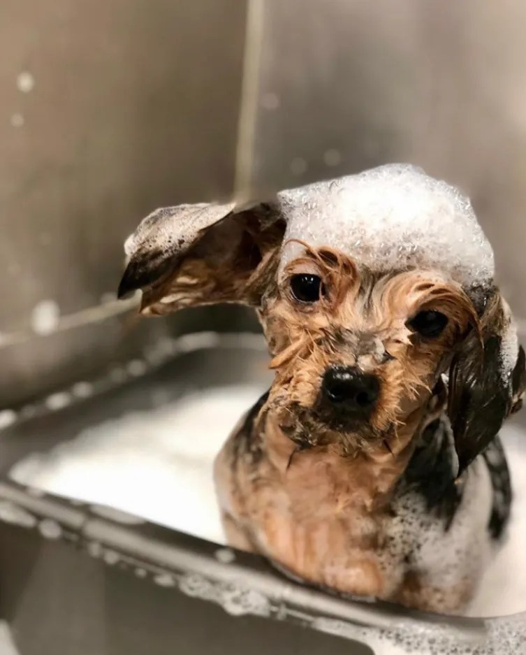 How Often Should I Bath My Dog with Skin Allergies O&H