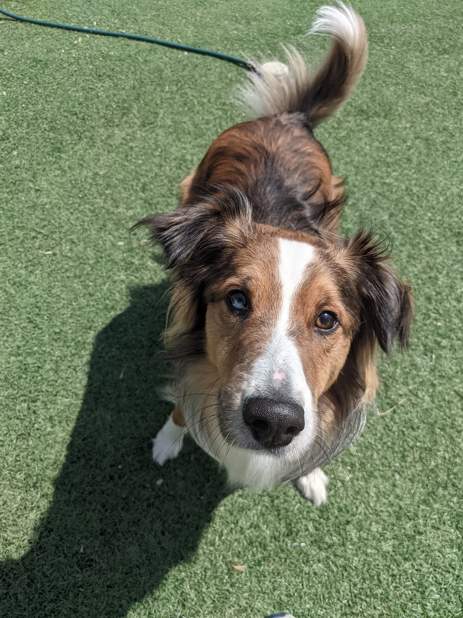 Boarders of the Month Archive Page 2 of 17 Oscar's Pet Resort