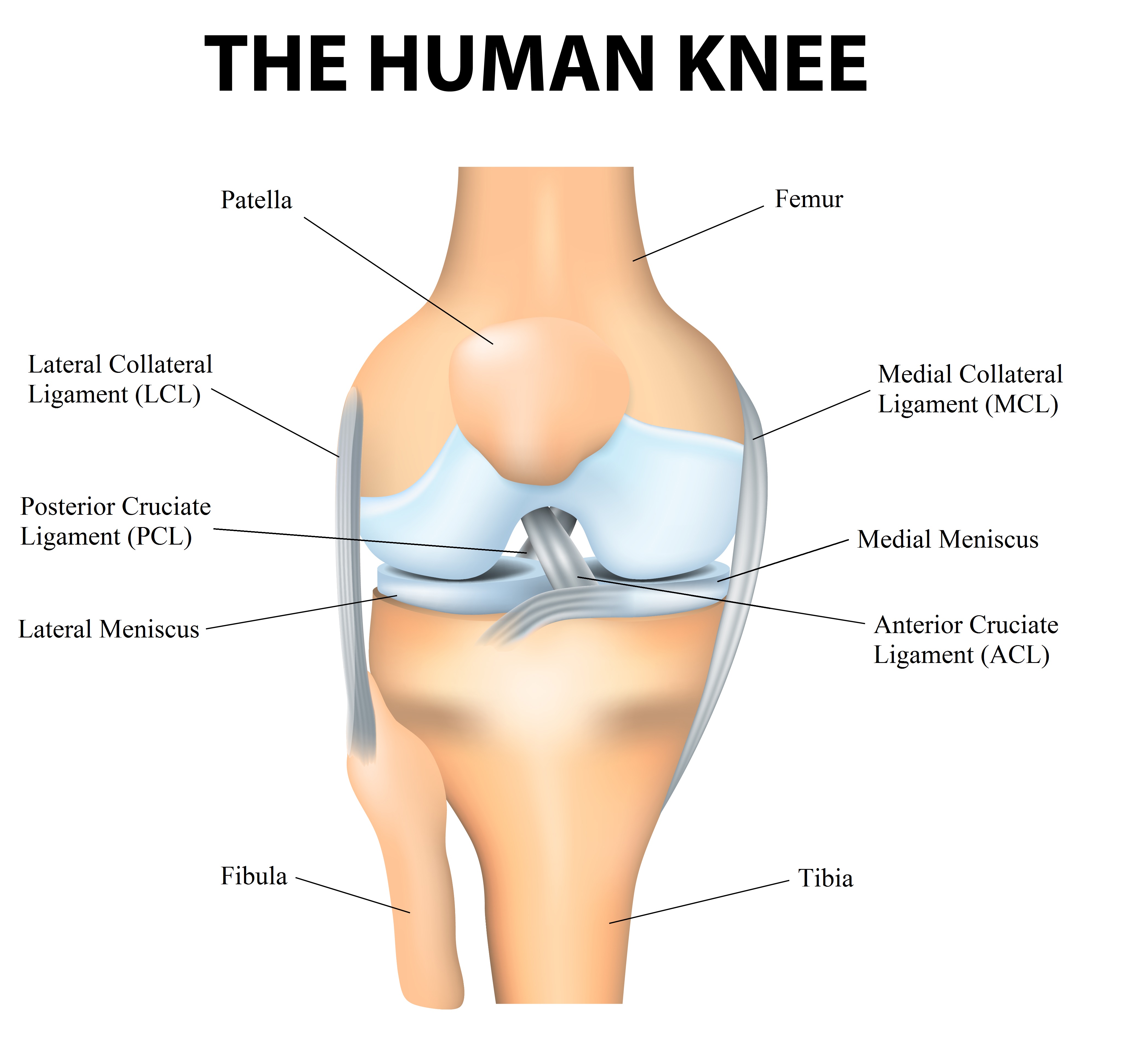 Top 32+ Images picture of the inside of the knee Updated