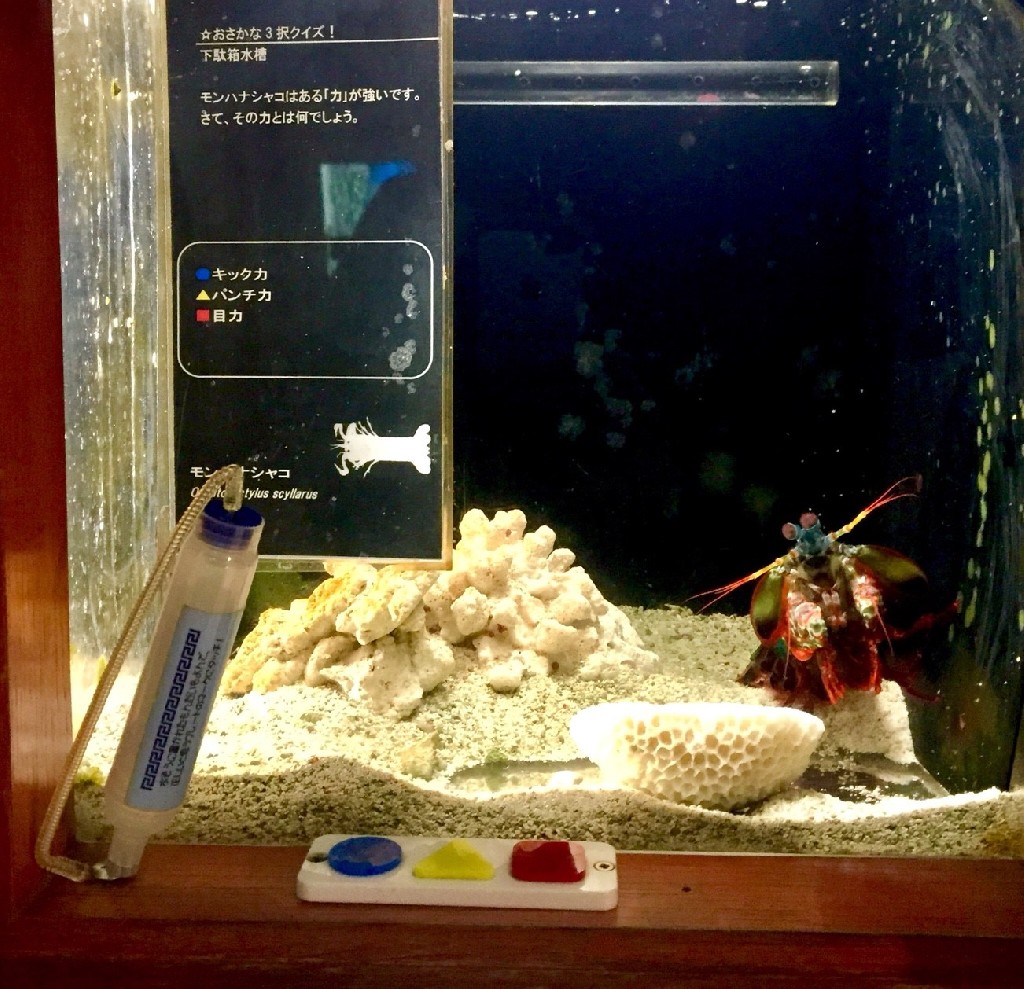 ヨコハマおもしろ水族館/赤ちゃん水族館｜おしはく情報館 ｜ おしごとはくぶつかん