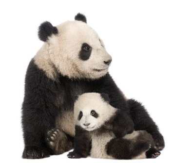 osos pandas grandes