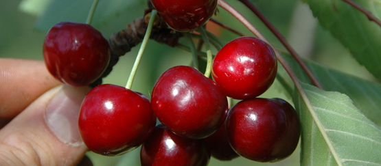 C'est une petite cerise noire pleine d'arôme qui fera le bonheur de vos papilles. Cerise D Itxassou