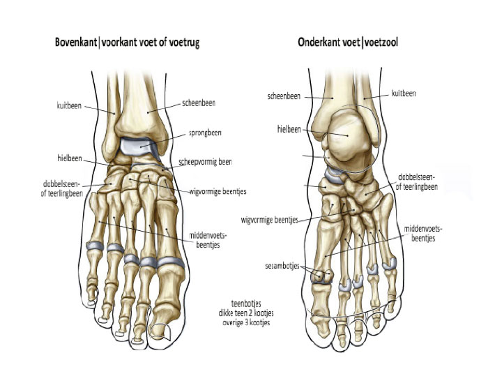 Voettypen / Voettypes informatie Ossel PodoCentrum Buitenvaart