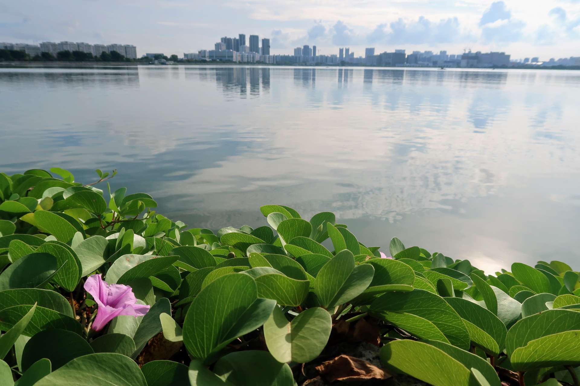 Pandan Reservoir and Ulu Pandan Park Connector Hiking Guide