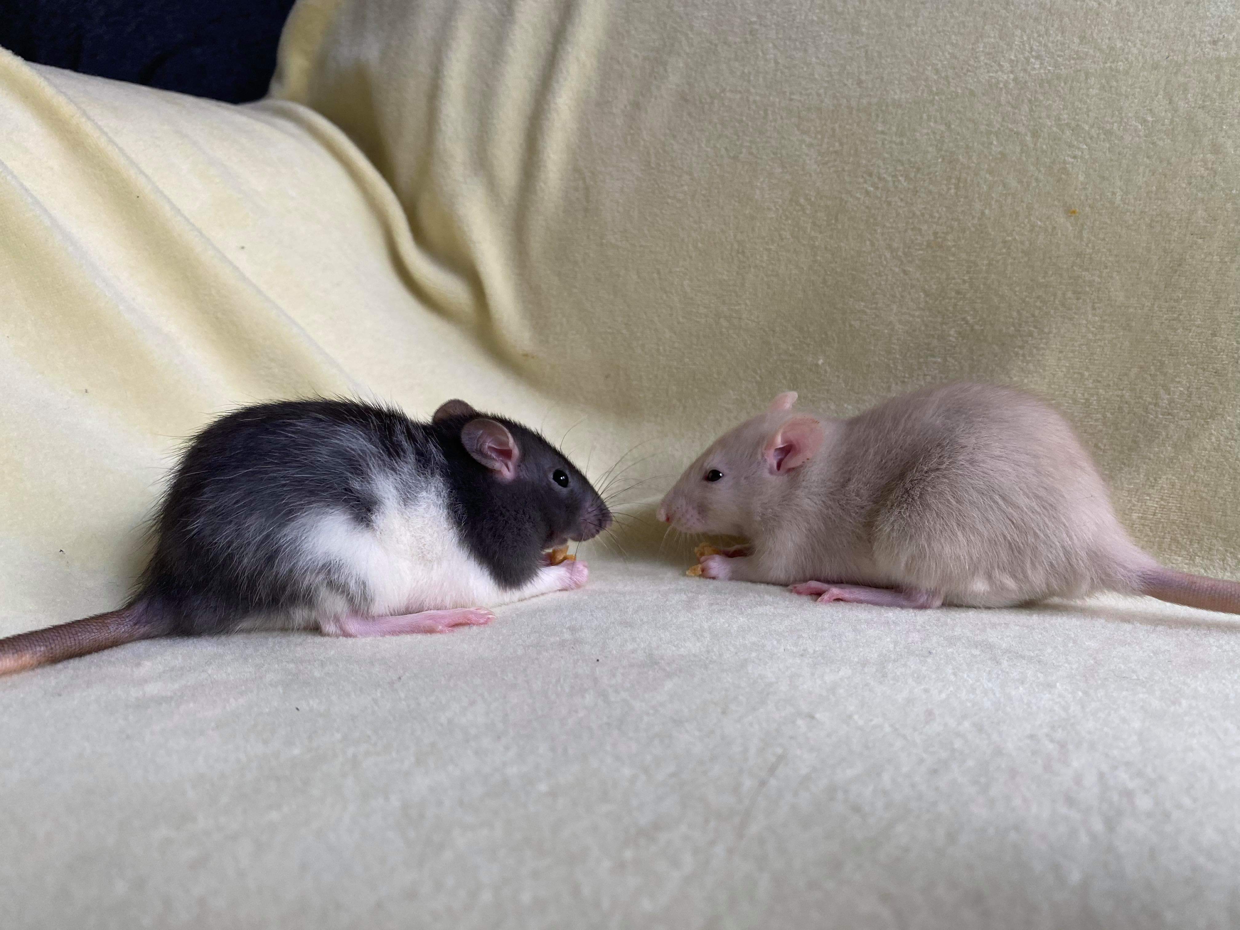 Sage & Lavendar Ottawa Pet Rat Rescue