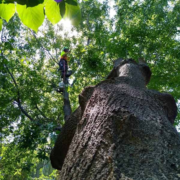 Tree Services Ottawa, ON Home Ottawa Valley Tree Experts