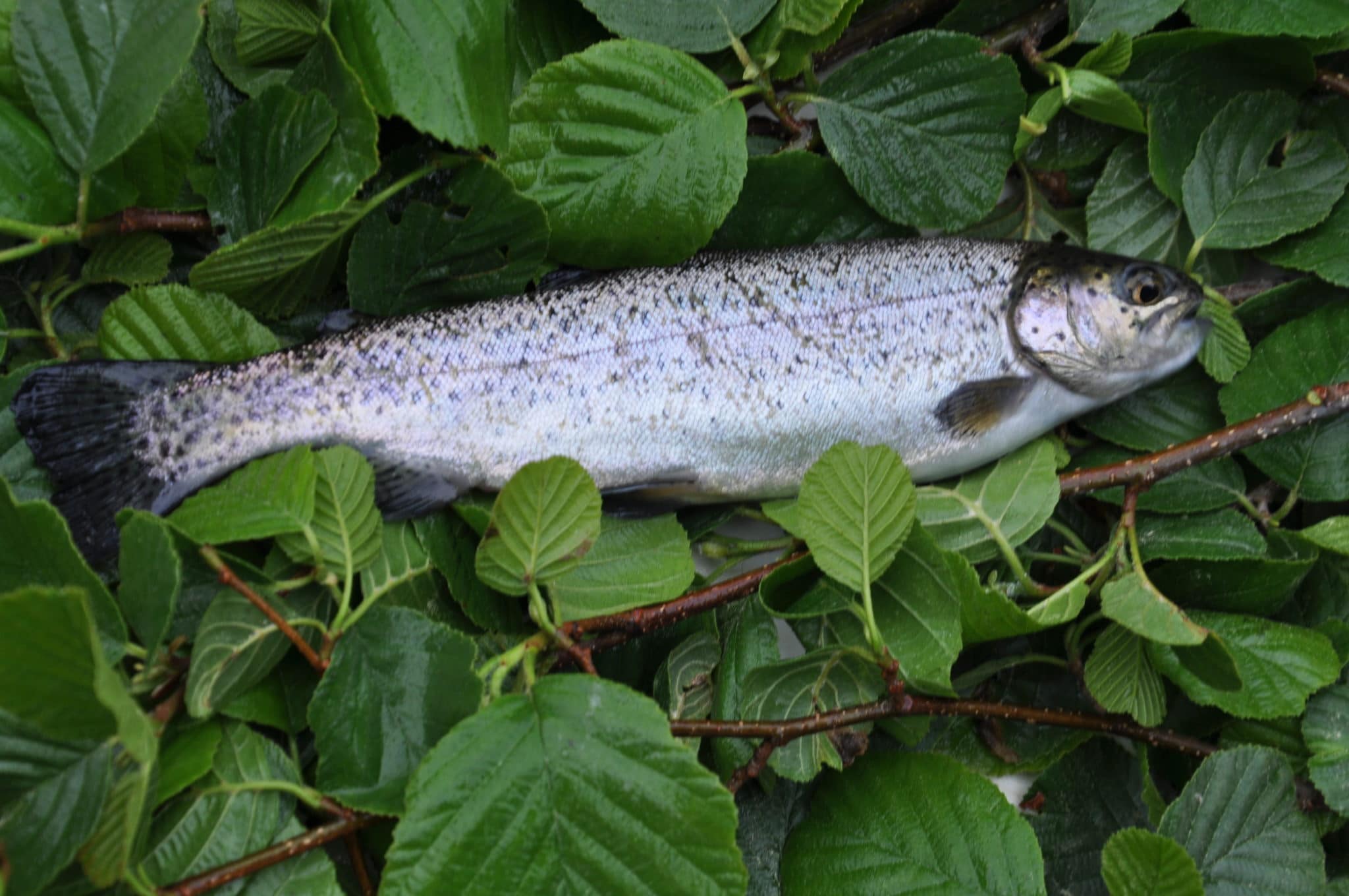 Fische Krebse Wild Gut Ottenstein