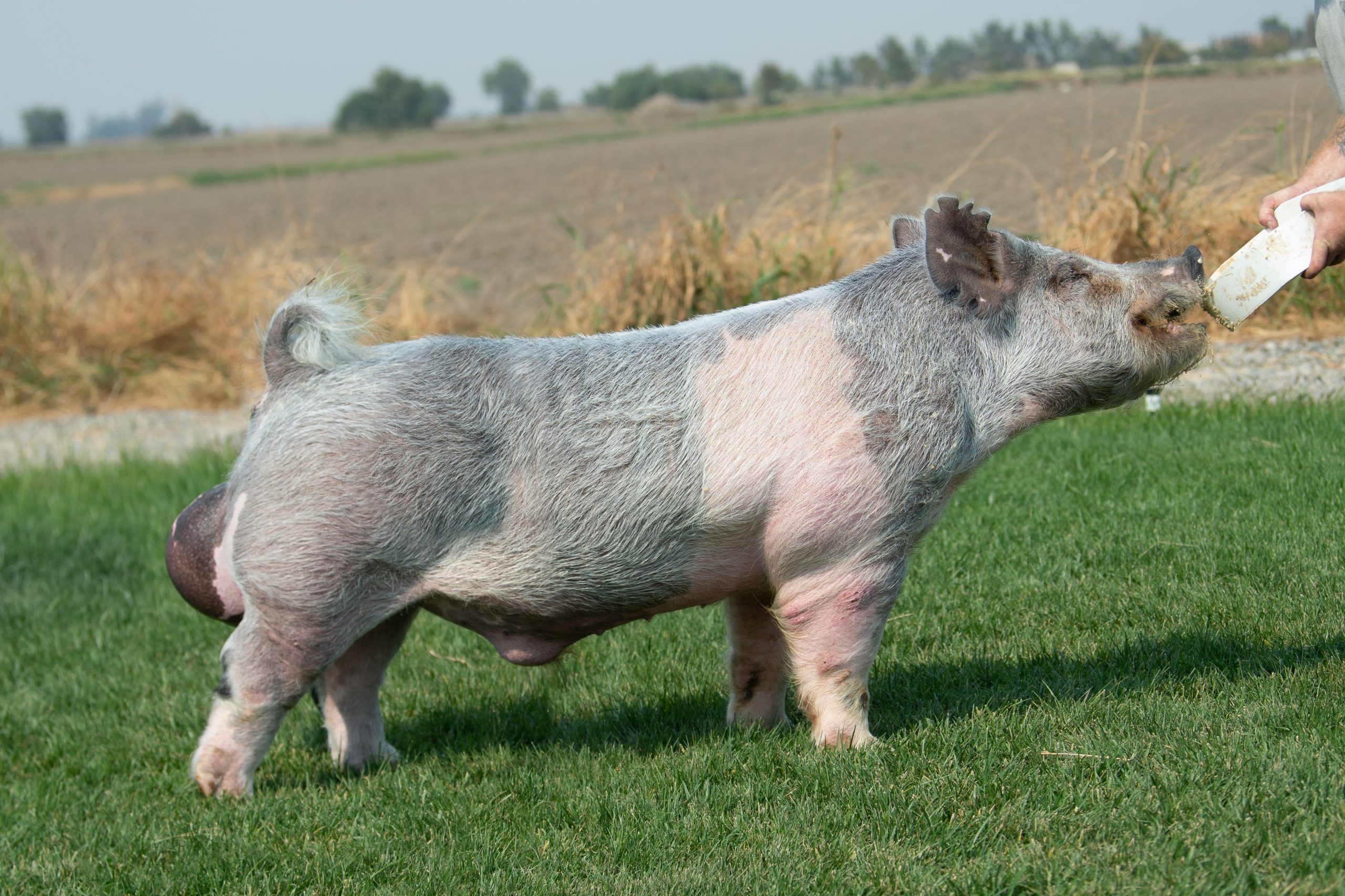 May We All Ottenwalter Showpigs