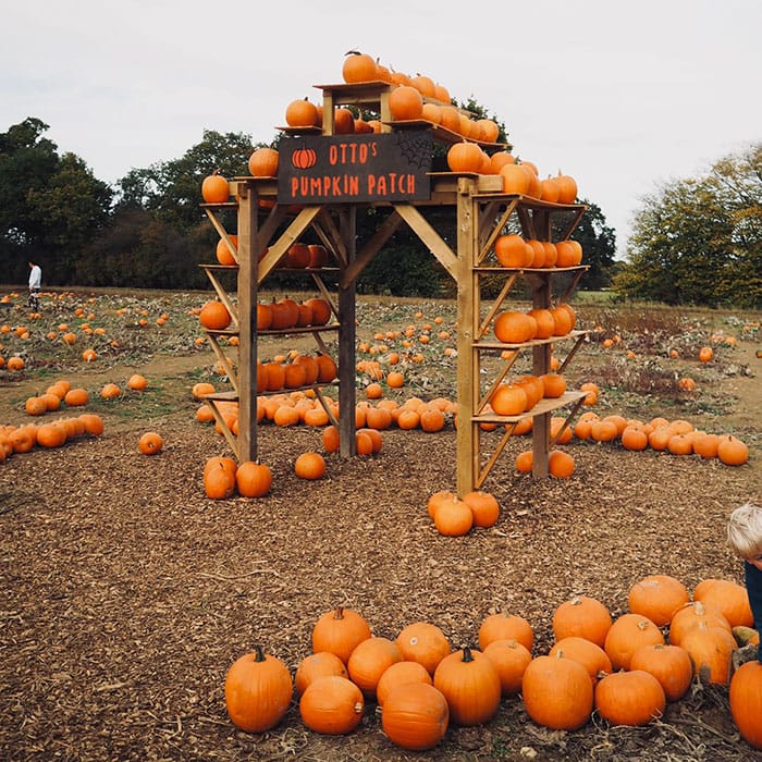 Pumpkin Patch Essex Pumpkin Picking Braintree Otto's Pumpkin Patch