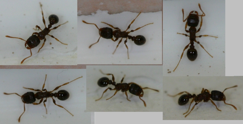 Acideformik Com Des Fourmis Dans Ma Cuisine