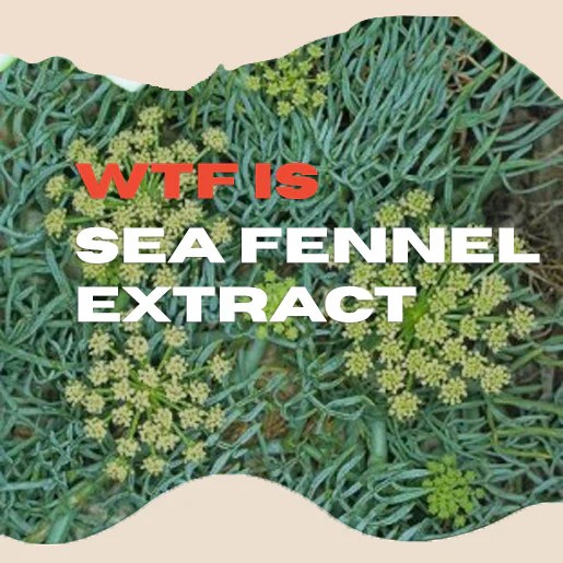 WTF is Sea Fennel Extract OUI the People