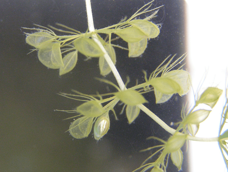 Waterwheel Plant l Remarkable Speed Our Breathing