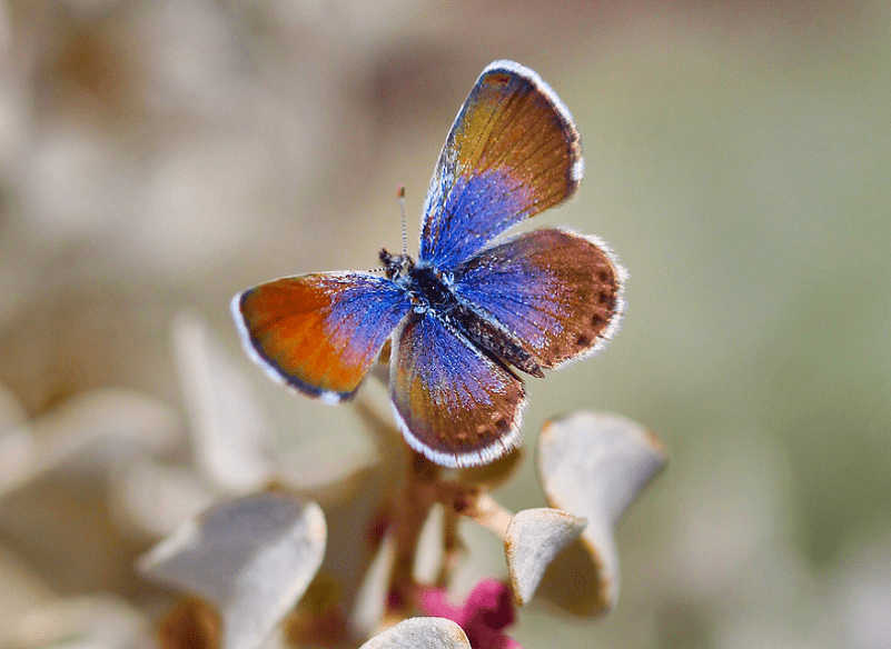 Western Pygmy Blue l Fascinating Our Breathing