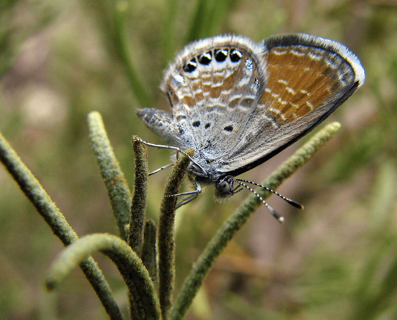 Western Pygmy Blue l Fascinating Our Breathing