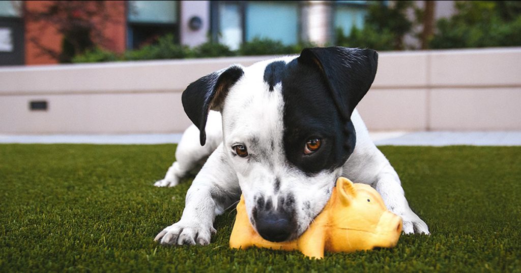 Resource Guarding What to Do in the Moment Our Companions Animal Rescue