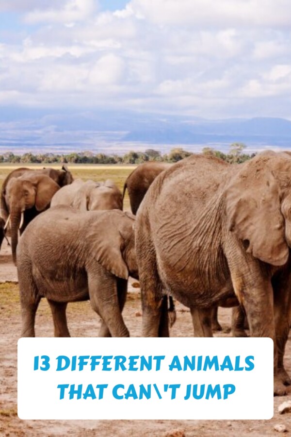 13 Different Animals That Can't Jump