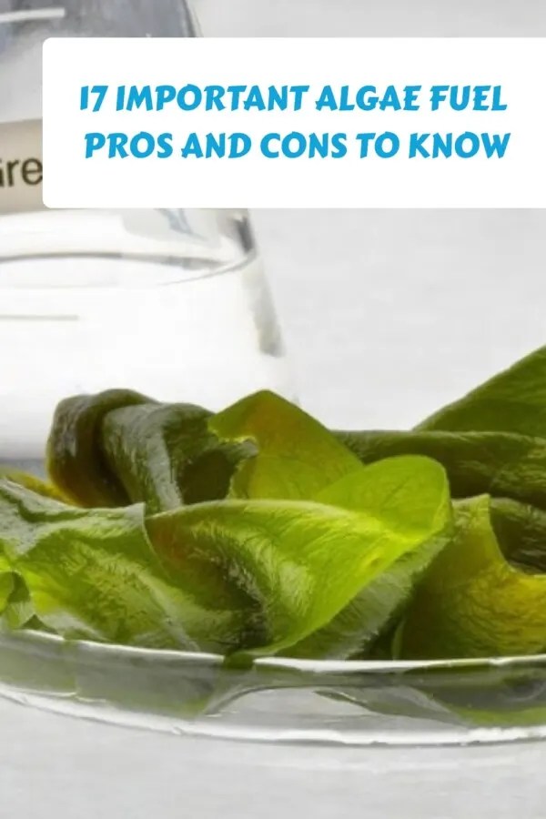 17 Important Algae Fuel Pros and Cons to Know