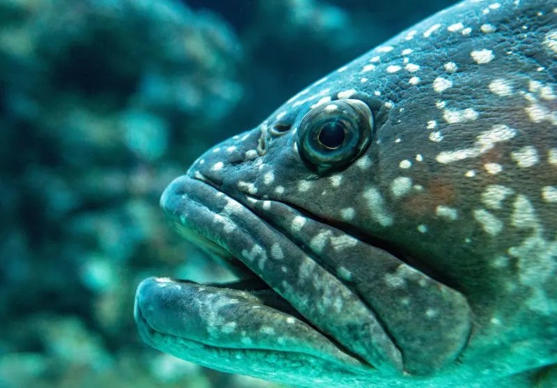 Are Fish Endangered? What You Need to Know