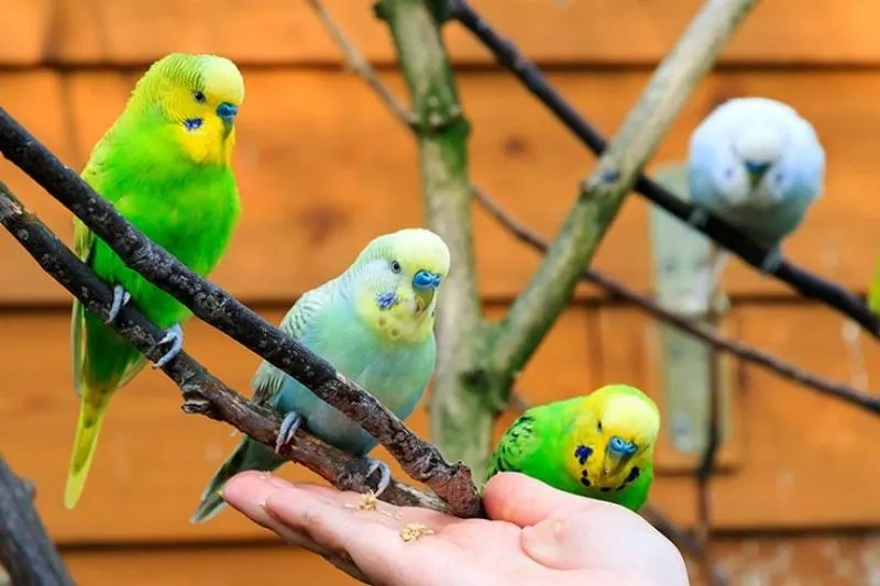 How do Parakeets Sleep? Everything That You Need To Know
