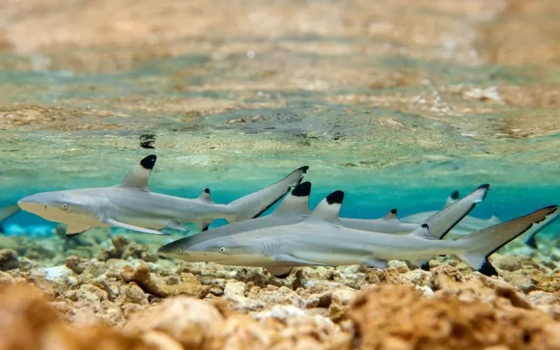 Black Tip Sharks Are They Endangered?