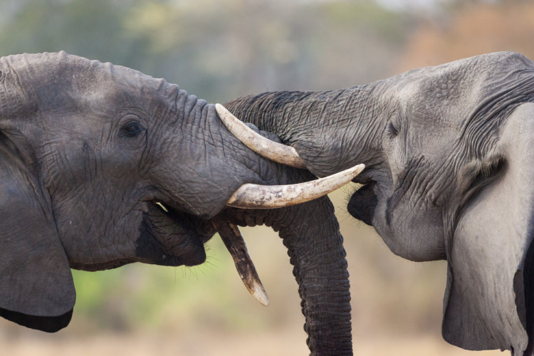 Difference Between African and Asian Elephants A Comprehensive Comparison