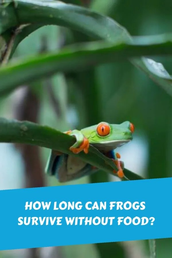 The Science of Frog Starvation How Long Can They Go Without Eating