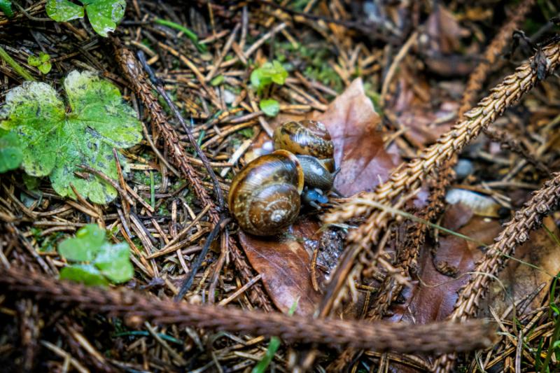 The Fascinating World of Volcano Snails A Unique Species in Threatened