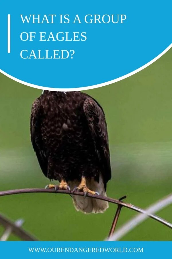 What is a Group Of Eagles Called? Learn The Nomenclature