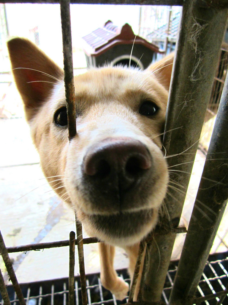 Lily, a Korean Shelter Dog Our Hen House