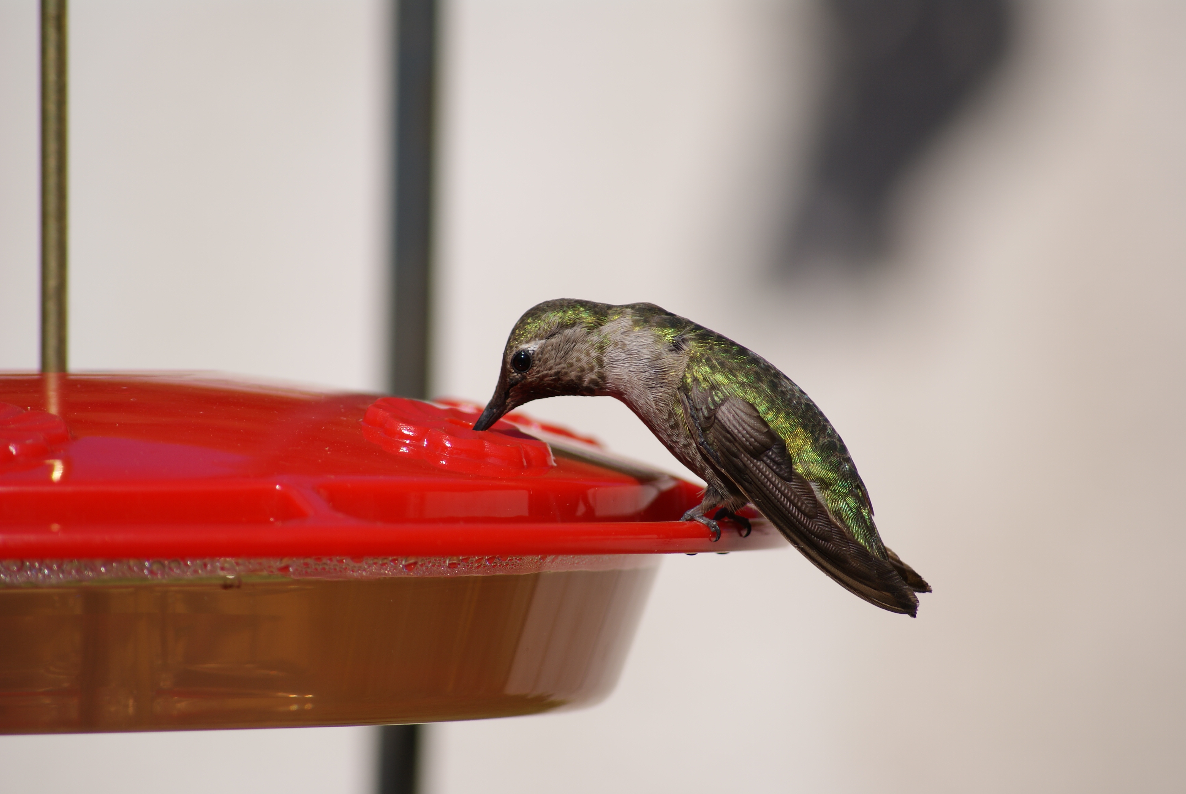 Hummingbird Eating Our Hen House