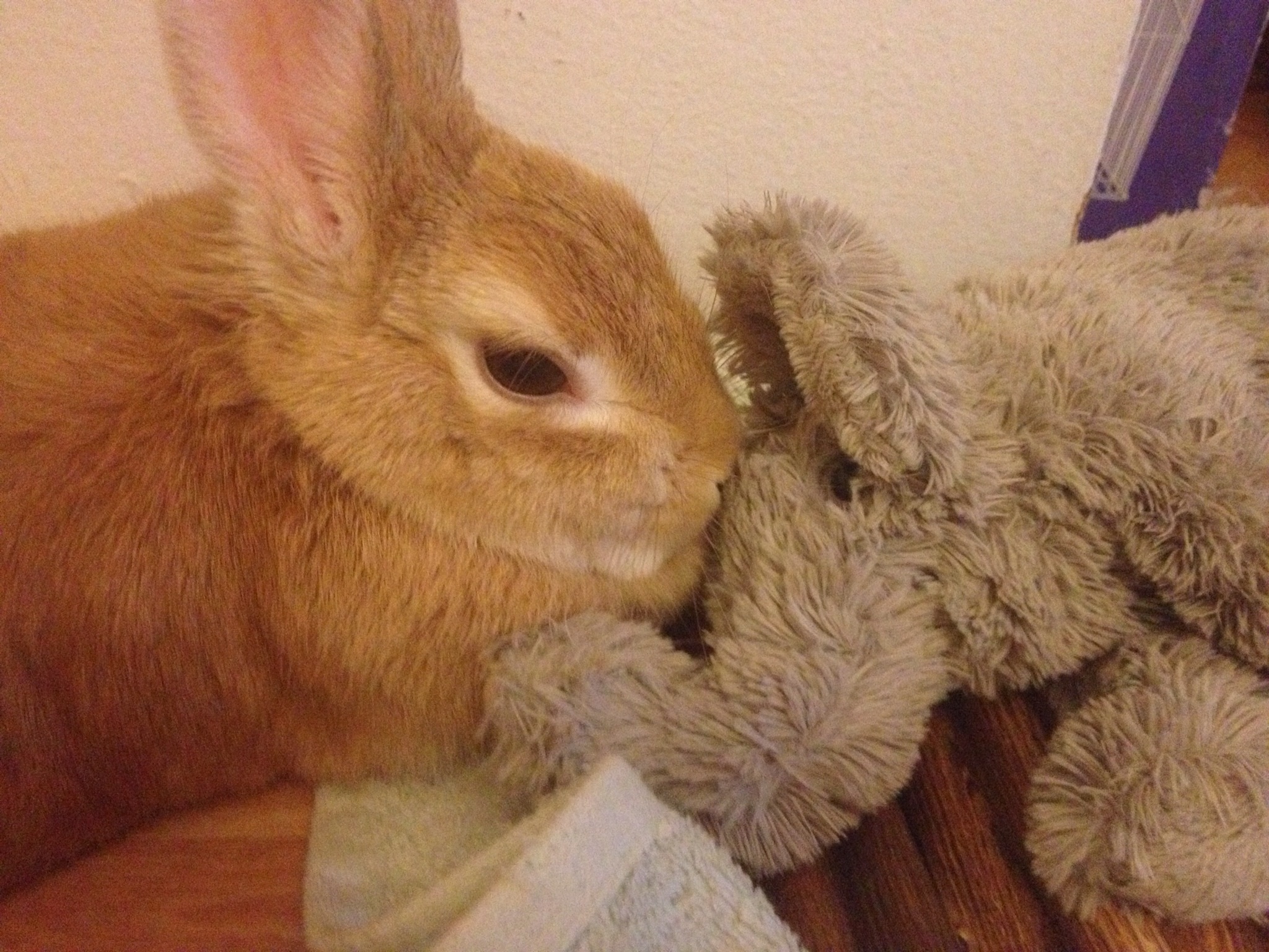 Snuggle Bunny Our Hen House