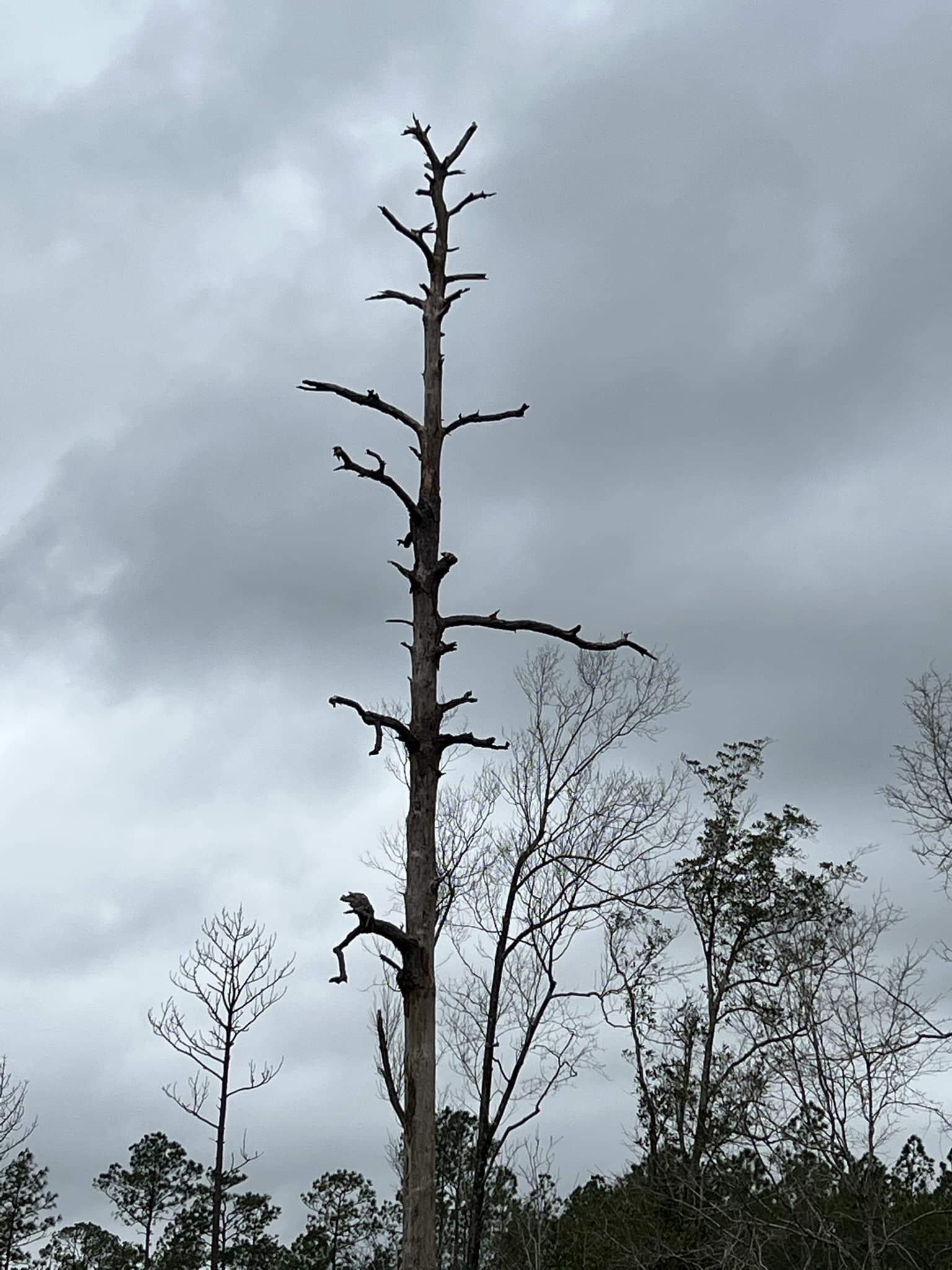 Tree Snags Are Full of Life Our Mississippi Home