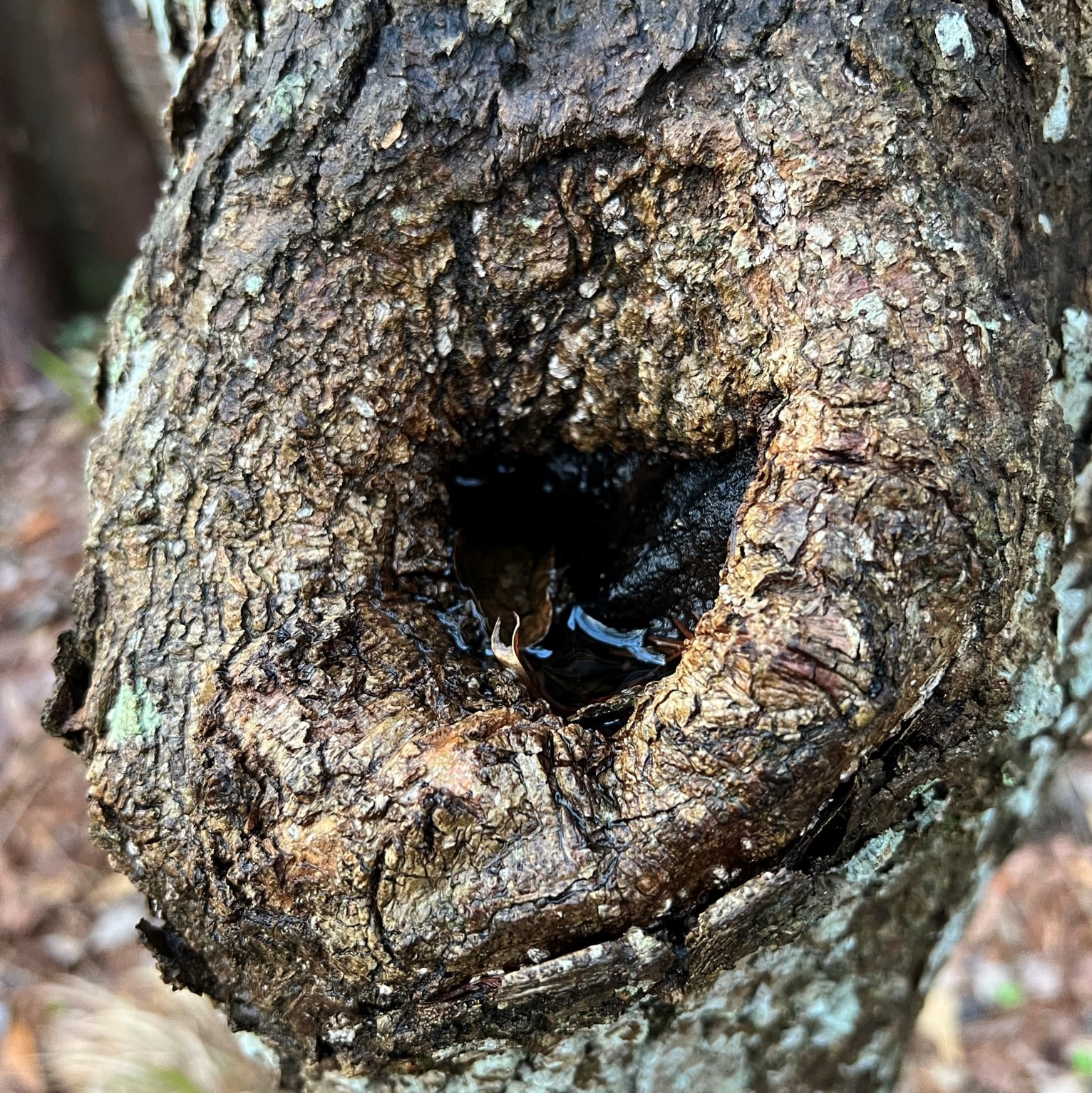 WaterFilled Tree Holes A Unique Microhabitat Our Mississippi Home