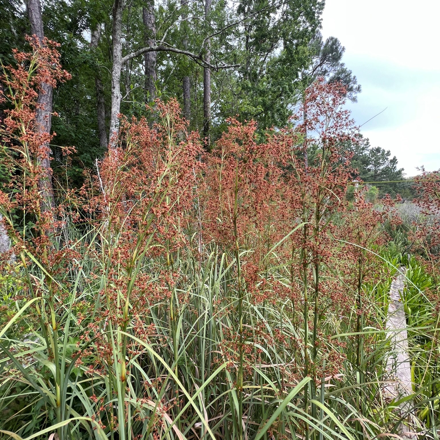 Sawgrass Pretty from Afar, Scratchy Up Close Our Mississippi Home
