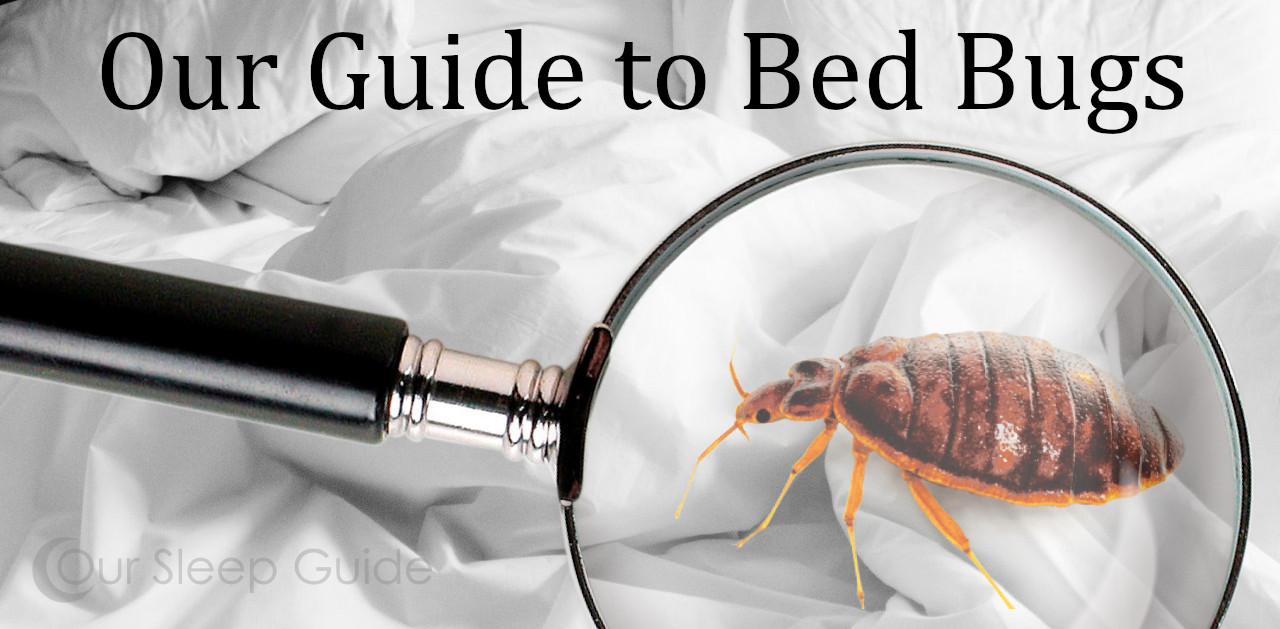 A Guide To Bed Bugs Detection, Treatment & Basic Information