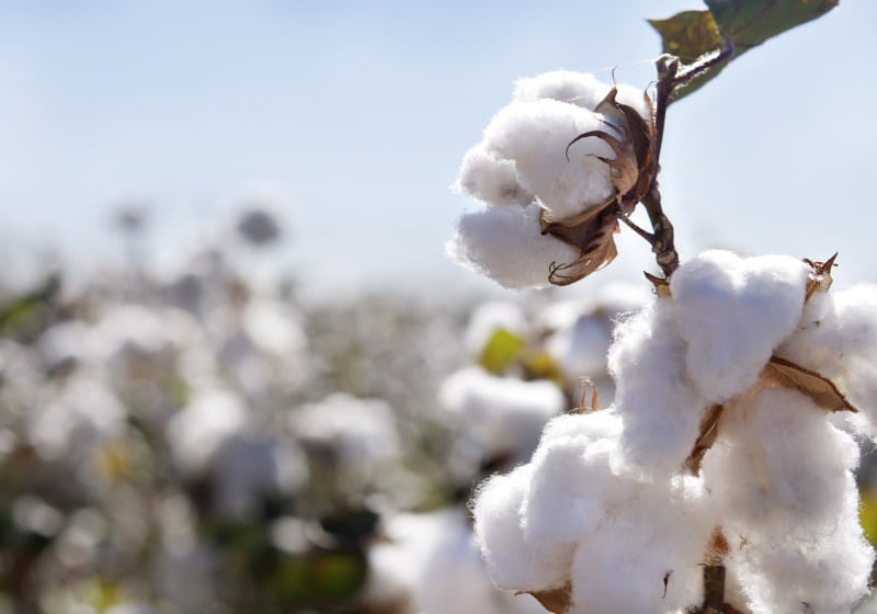 Malouf Supima Cotton Sheets Review Luxury Sheet Set