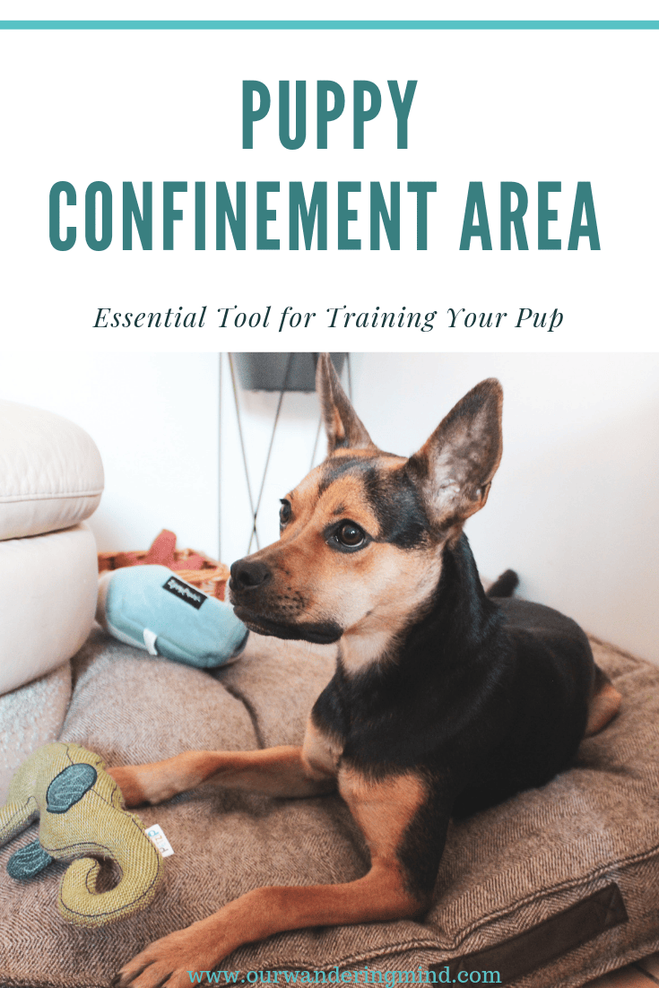 Why You Need a Confinement Area for Your Puppy