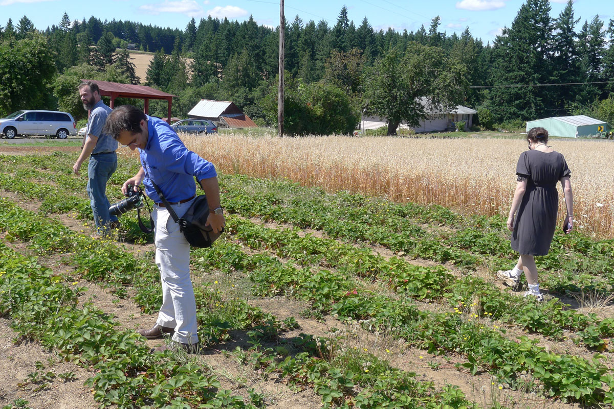 Berry Stand Strawberries The International Outbreak Museum