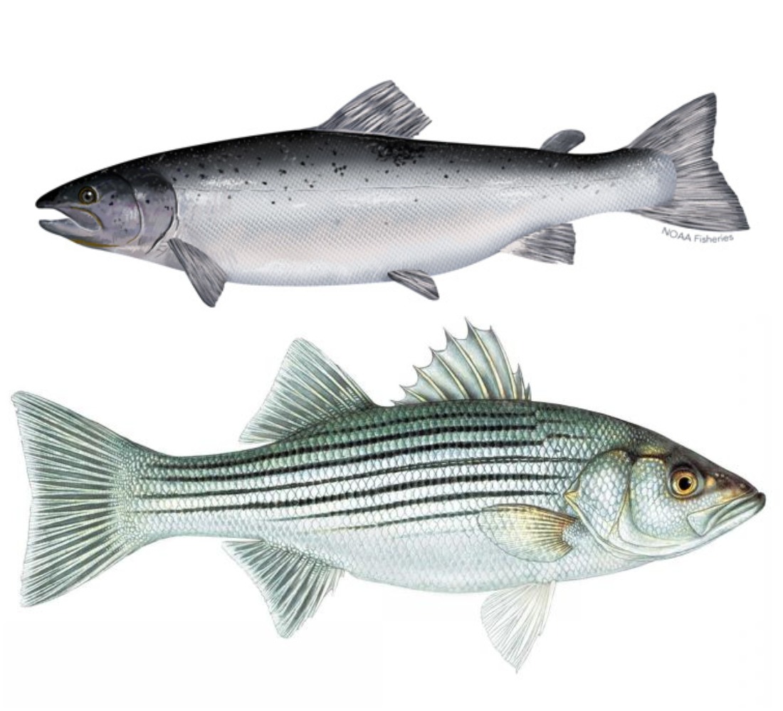 Blue Fish Radio Atlantic salmon vs. striped bass in a heavyweight fish