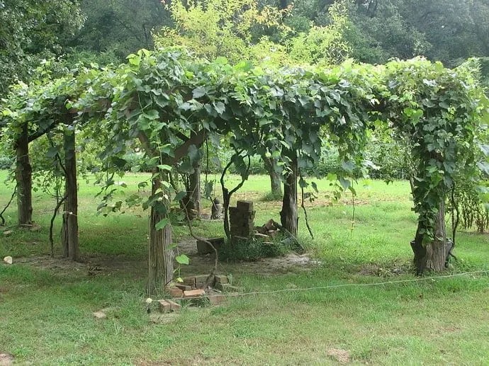 15 Sturdy Grape Vine Trellis Ideas for Your Backyard Arbor Outdoor