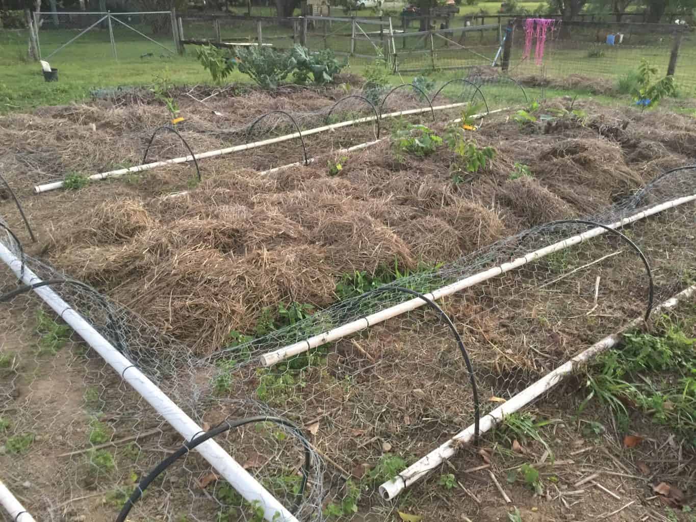 How to Keep Chickens Out of My Yard [9 Ways to Stop a Ruined Garden