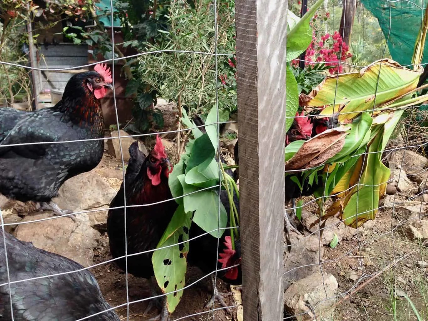 How High Should a Chicken Fence Be to Keep Chickens In and Predators