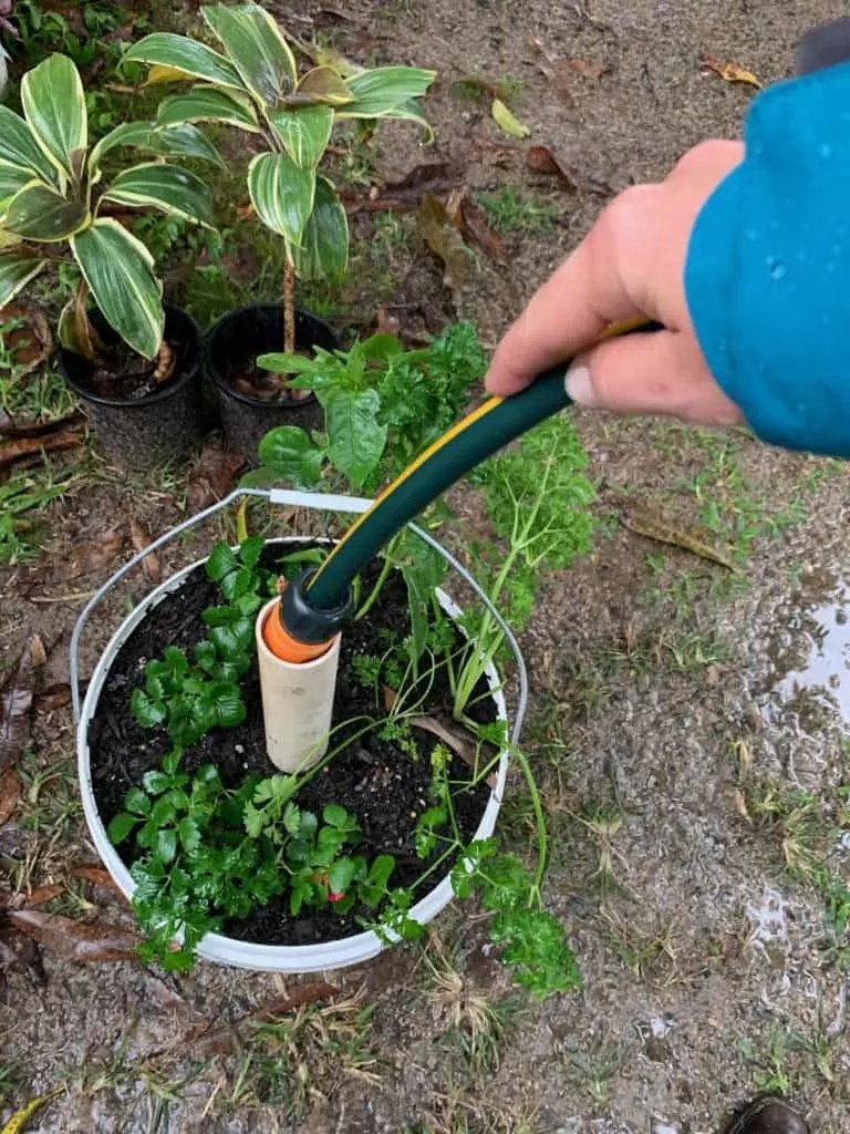 17+ 5 Gallon Bucket Plant AbbigayleYunis