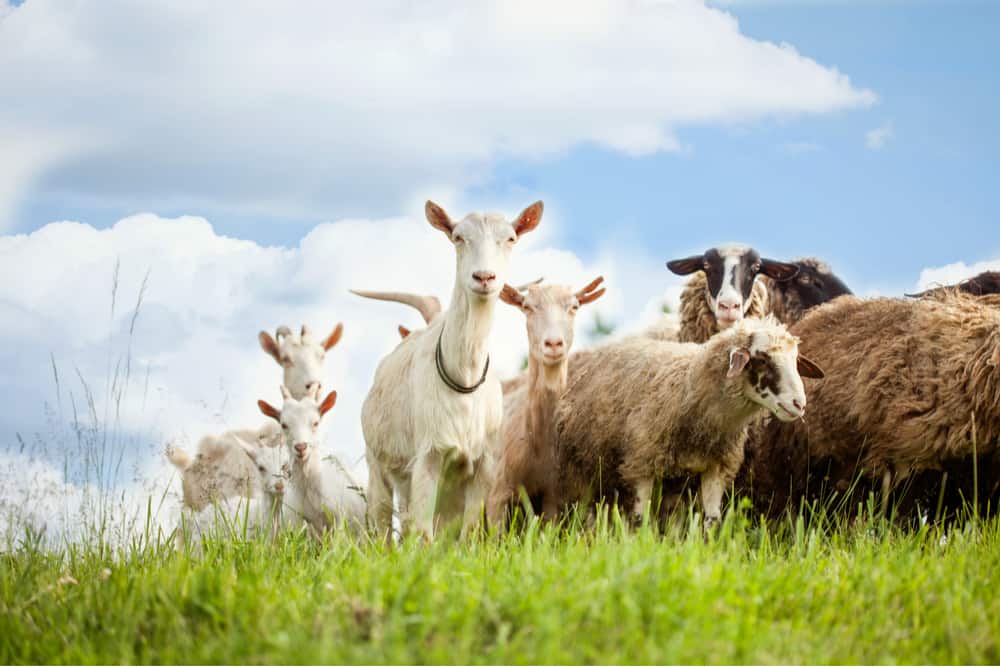 Raising Sheep vs Goats Which Is Best for Profits, and Fun? Outdoor Happens