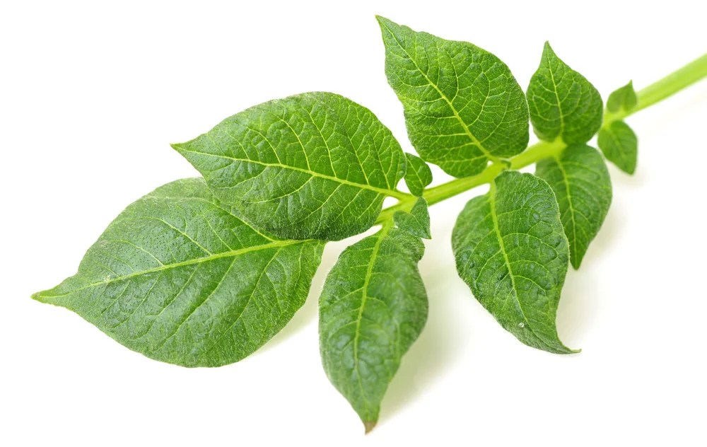 Can You Eat Potato Leaves [Tip We Don't It! Here's Why